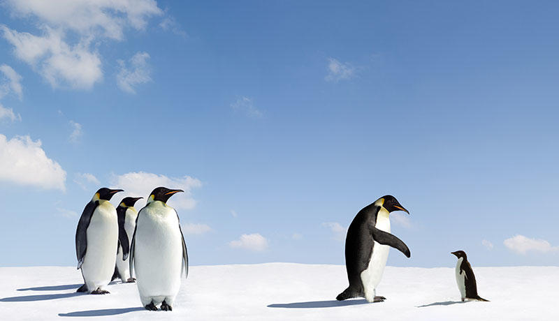 シロクマにもペンギンにもコーチが必要