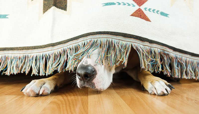 「うまくいかないかも」と心配する自信家たち