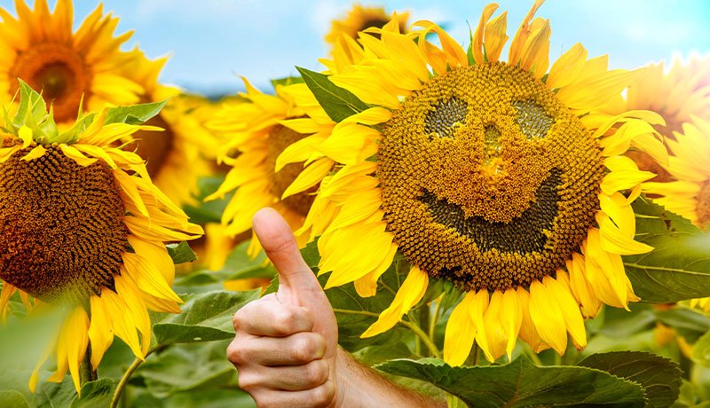 ポジティブな感情について、コーチが知っておきたいこと（後編）