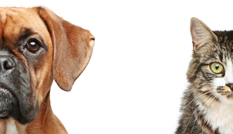 『オズの魔法使い』に学ぶ～部下の自発的な行動を引き出す上司の関わり方